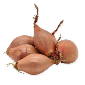 cibule šalotka
