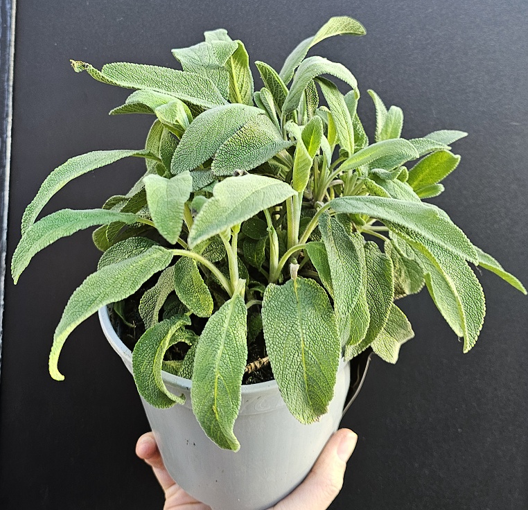 detail bylinky v květníku